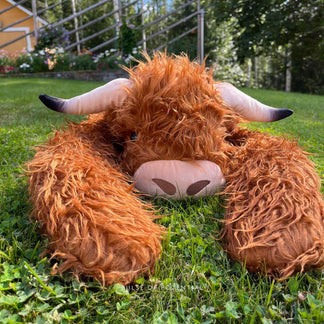 Cow Getting Weighted Hallie the Highland Cow Weighted Animal